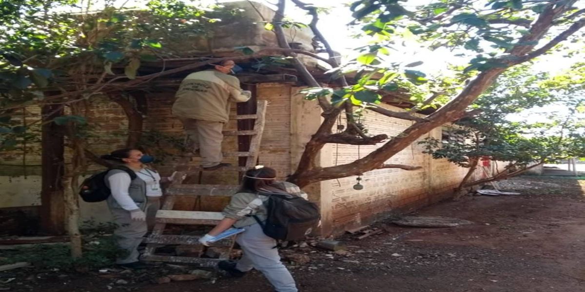 Boletim: Epidemia de dengue já atingiu 7.456 cascavelenses