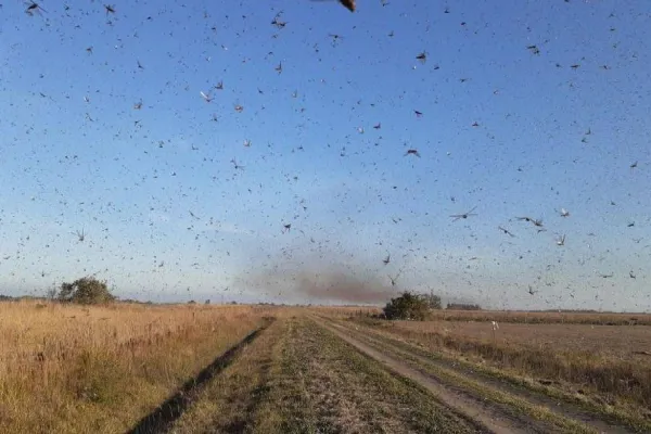 Foto relacionada a notícia: Nuvem de gafanhotos está próxima do Rio Grande do Sul