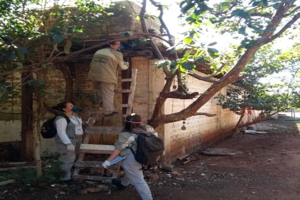 Boletim: Epidemia de dengue já atingiu 7.456 cascavelenses