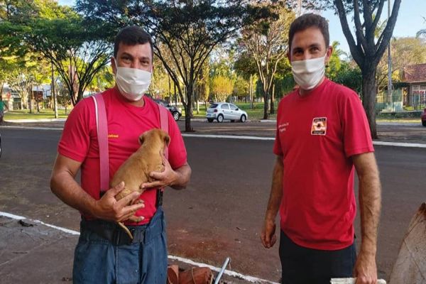 Cachorrinha cai em tubulação e é resgatada pela Defesa Civil em Cafelândia