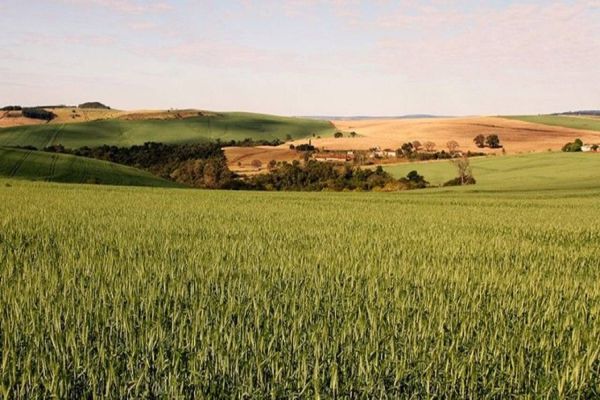 Clima e mercado favorecem o cenário do trigo no Paraná