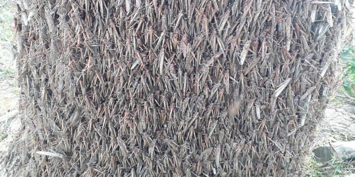 Argentinos monitoram nuvem de gafanhotos