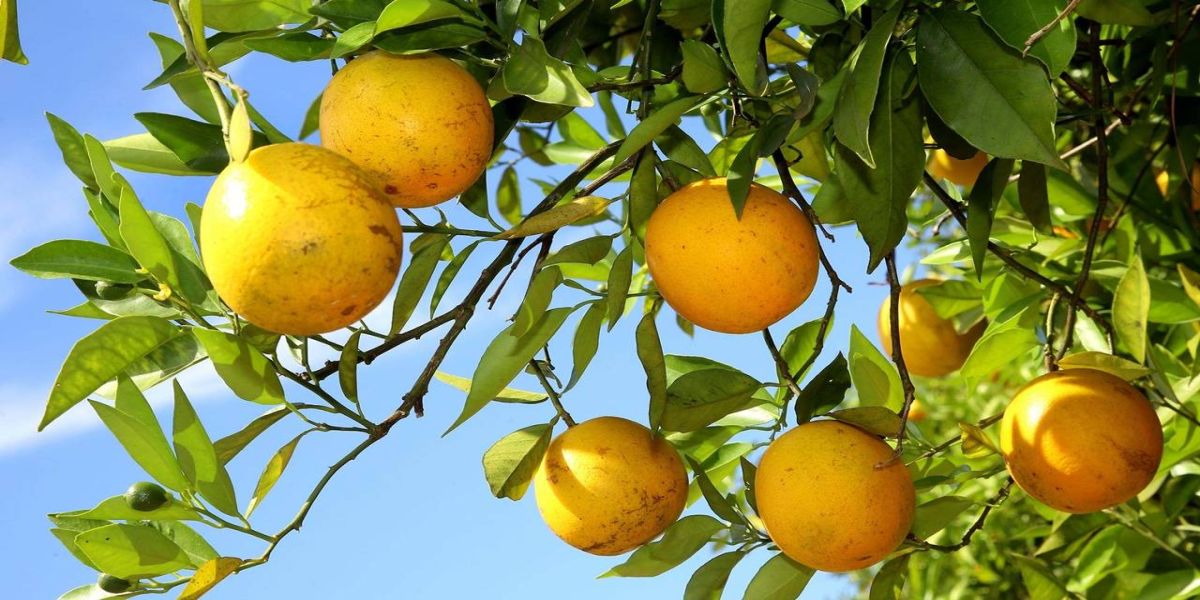 Fruticultura do Paraná ganha força com apoio do Estado