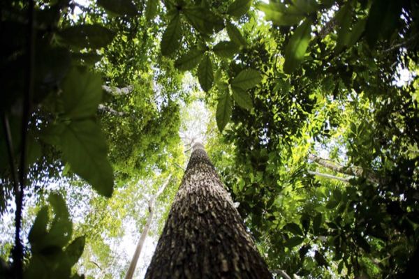 Aplicativo Guardiões da Amazônia recebe denúncias por crimes ambientais