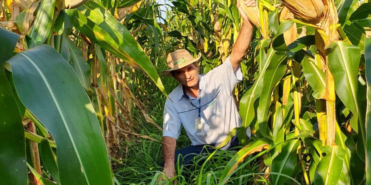 Consórcio com braquiária mantém produtividade do milho