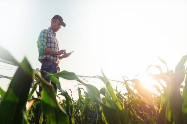 Saiba Como Obter Recursos Do Plano Safra Para Construir Ou Ampliar Silos