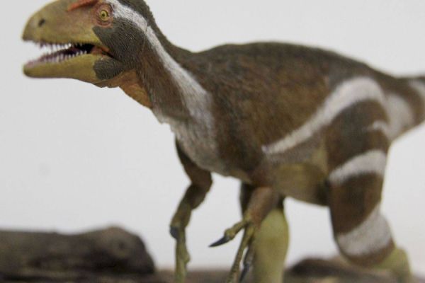 Pesquisadores apresentam fóssil de dinossauro encontrado no Ceará