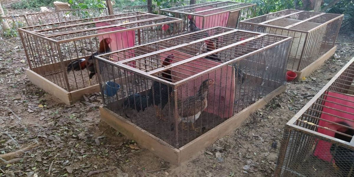 Polícia Ambiental fecha rinha de galo em Santa Terezinha de Itaipu