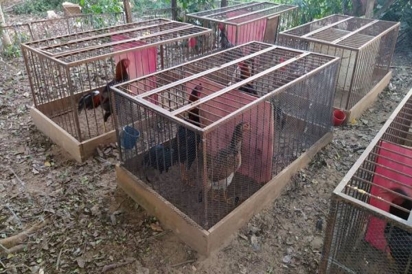 Polícia Ambiental fecha rinha de galo em Santa Terezinha de Itaipu