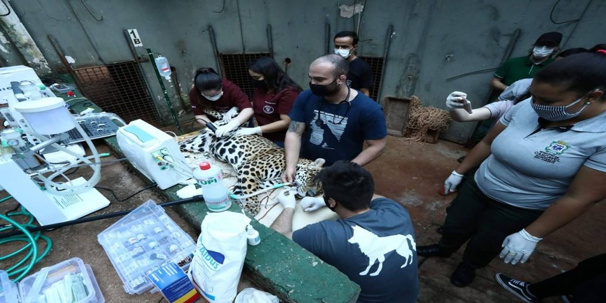 Com medicina preventiva, felinos do Zoológico Municipal passam por check-up