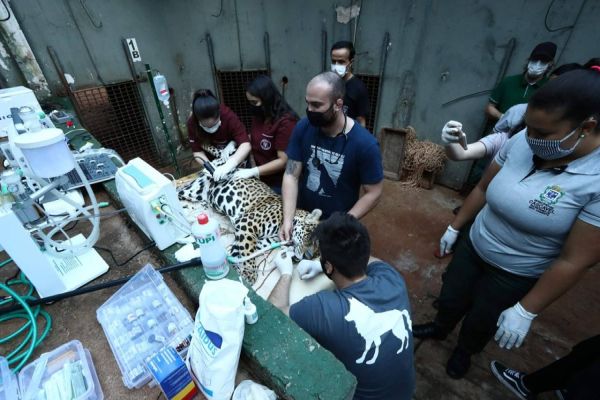 Com medicina preventiva, felinos do Zoológico Municipal passam por check-up