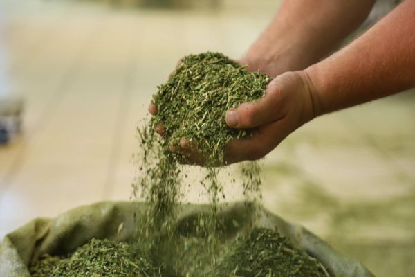 Estado ajuda cooperativa a ampliar exportação de erva-mate