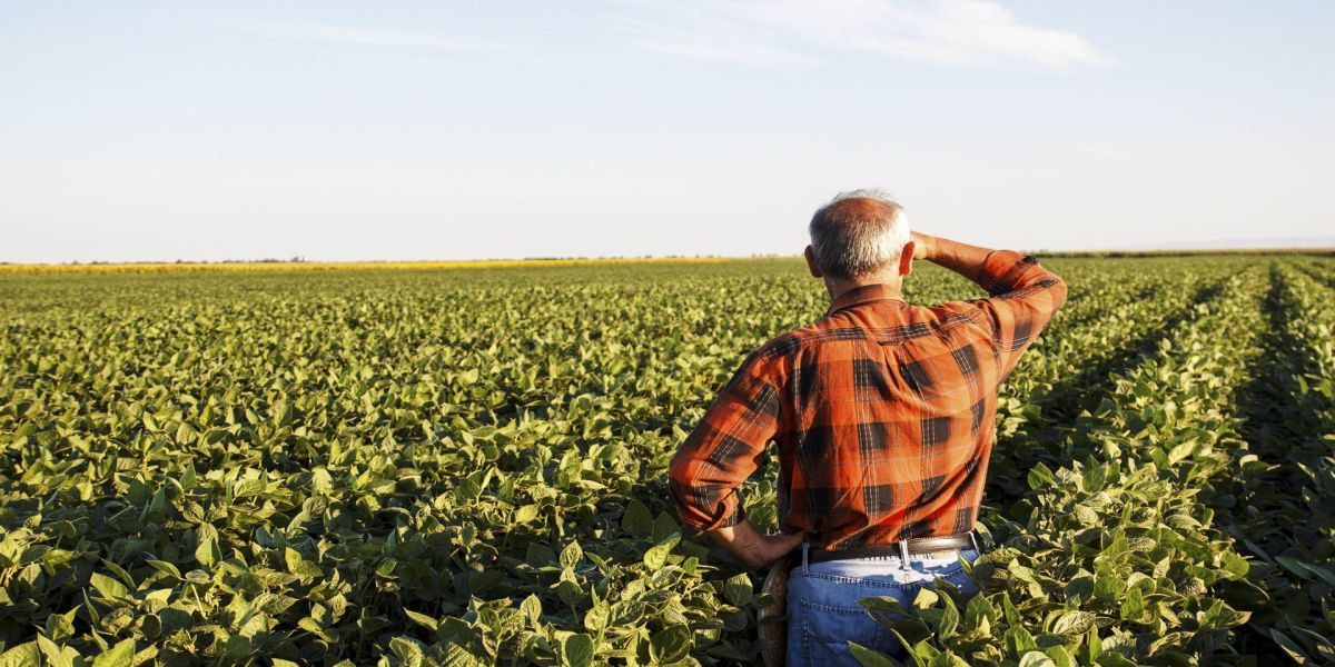 Do campo para a mesa: o trabalho indispensável dos agricultores