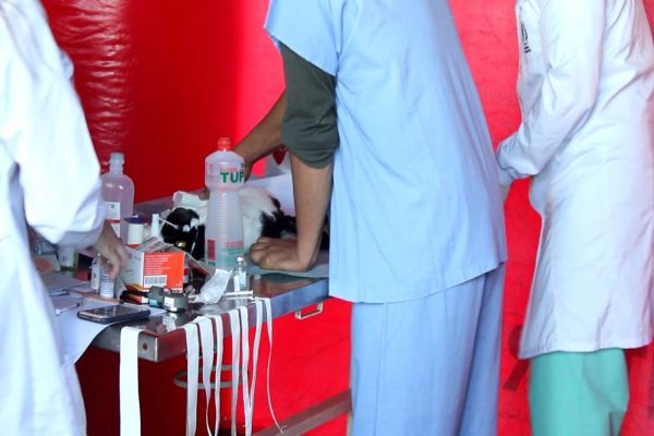 Castramovél retorna as atividades com mais de 40 procedimentos agendados