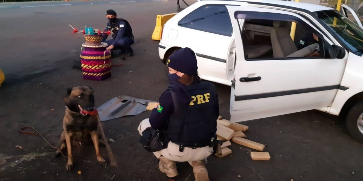 PRF e Canil da Guarda Municipal de Irati realizam apreensão de droga