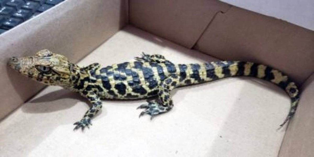 MS: Menino abandona filhote de jacaré em pet shop