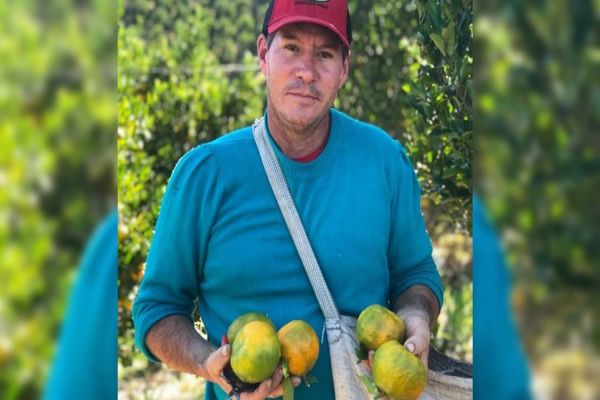 Óleo essencial de ponkan agrega inovação e renda para agricultores no Vale do Ribeira, no Paraná