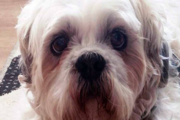 Cão de estimação e donos processam Pet shop por danos no Rio Grande do Sul