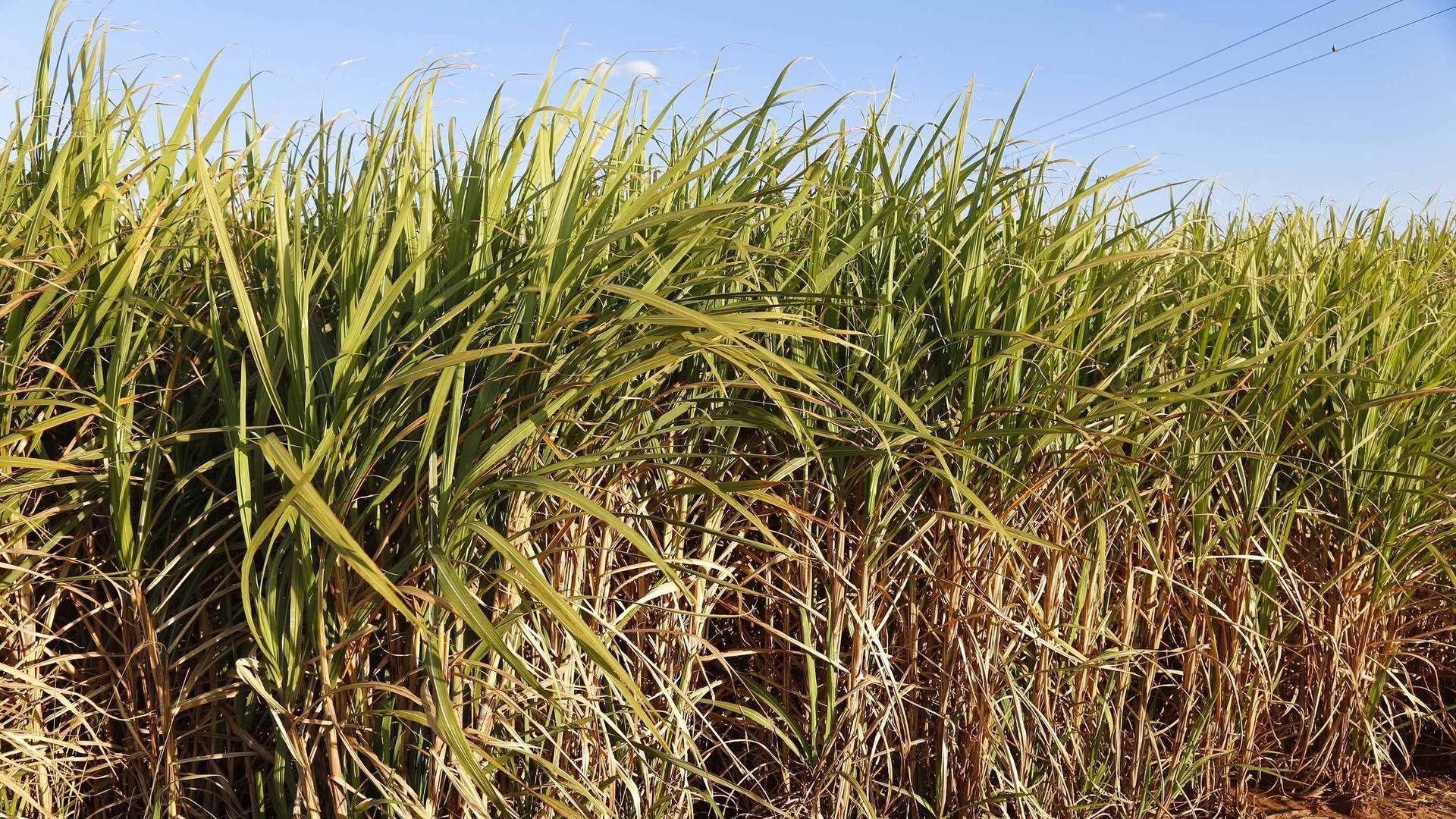 Paraná suspende por 30 dias queimada de cana-de-açúcar