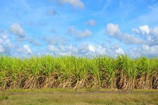 Queima controlada da cana-de-açúcar é suspensa por 30 dias em todo Paraná