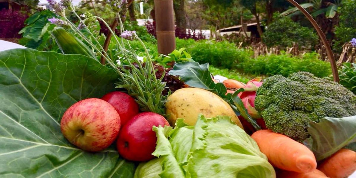 Procura por orgânicos cresce com a pandemia