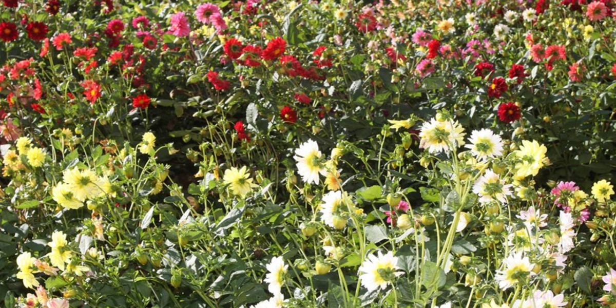Floricultura é destaque do boletim agropecuário