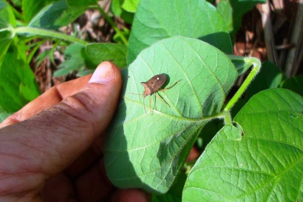 Pragas: Hora do controle das formigas cortadeiras