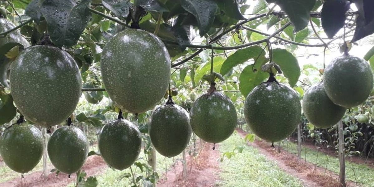 Com apoio do Sebrae/PR, produtor de maracujá de Antonina conquista certificação internacional