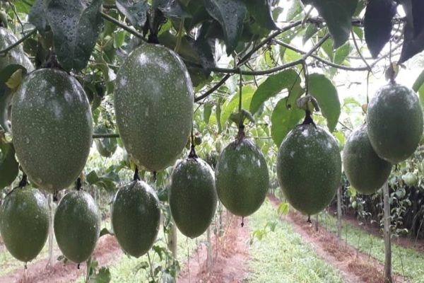 Com apoio do Sebrae/PR, produtor de maracujá de Antonina conquista certificação internacional