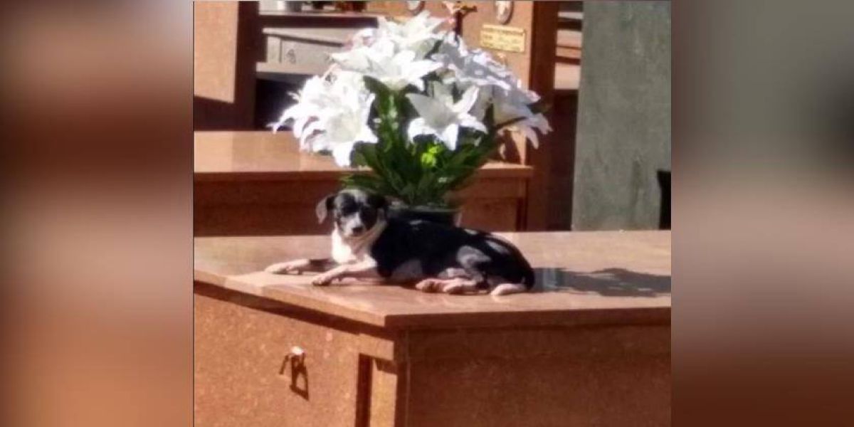 Cachorro está há 8 meses morando no túmulo do dono em cemitério no Paraná