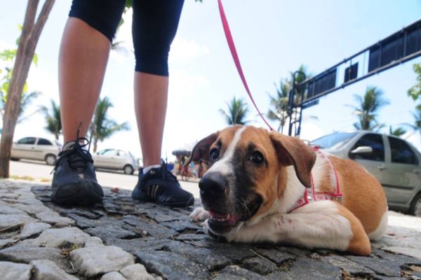 Cidade de Santa Catarina aprova lei que proíbe cachorro de latir