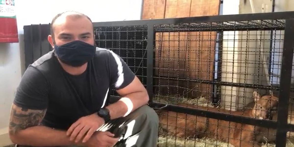 Onça-parda capturada em Quedas passa por exames em Cascavel