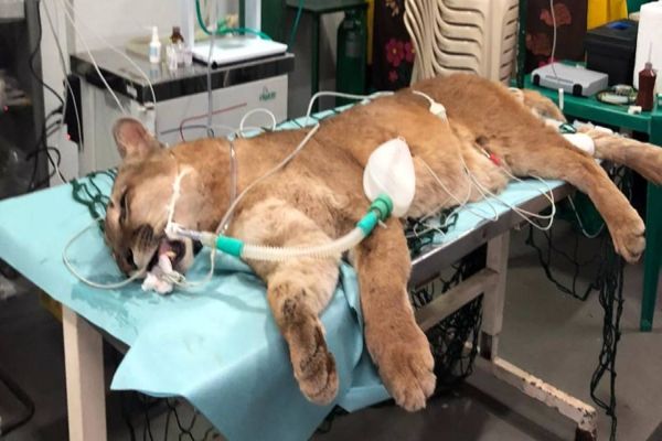 Onça Faísca coloca prótese metálica em procedimento odontológico inédito no Zoo