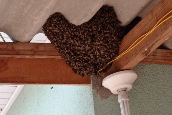 Dificuldades no campo e calor geram surto de abelhas em Cascavel