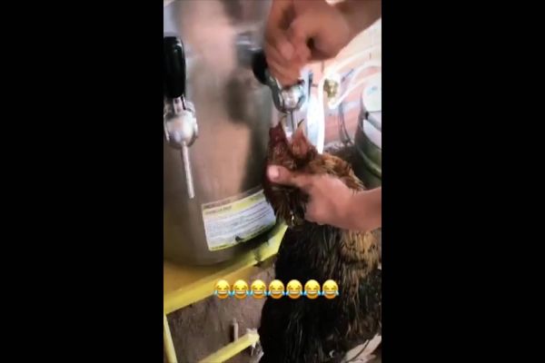 Galinha é morta após ser forçada a ingerir bebida alcoólica em Santa Tereza do Oeste; Veja o Vídeo