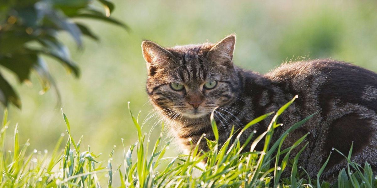 Senado vota projeto que prevê até cinco anos de prisão para quem maltratar cães e gatos