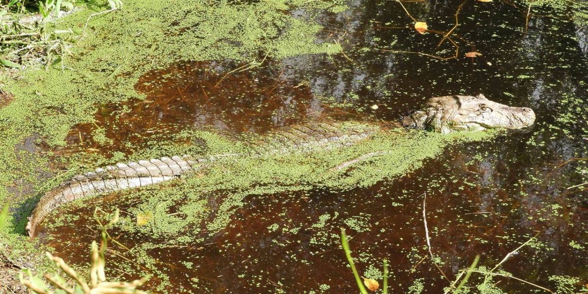 IAT alerta para aparecimento de animais silvestres em áreas urbanas