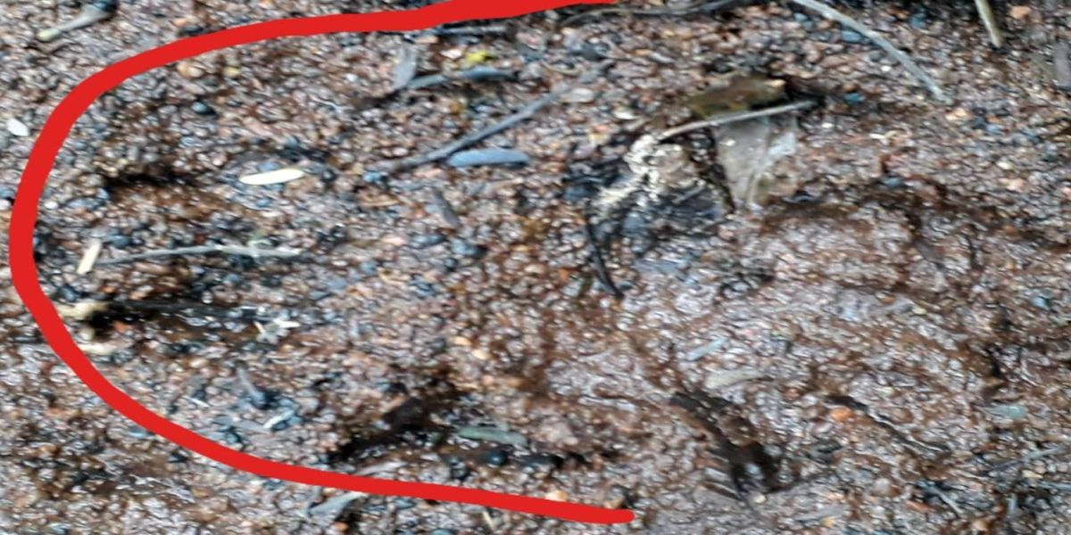 Sema e IAT alertam sobre possível onça no perímetro urbano de Cascavel