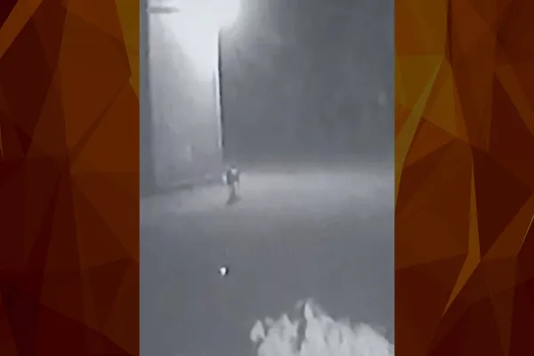 Foto relacionada a notícia: Imagens mostram a possível onça que circula pelo perímetro urbano de Cascavel