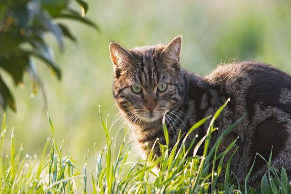 Senado vota projeto que prevê até cinco anos de prisão para quem maltratar cães e gatos