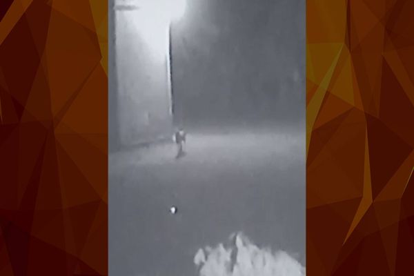 Imagens mostram a possível onça que circula pelo perímetro urbano de Cascavel