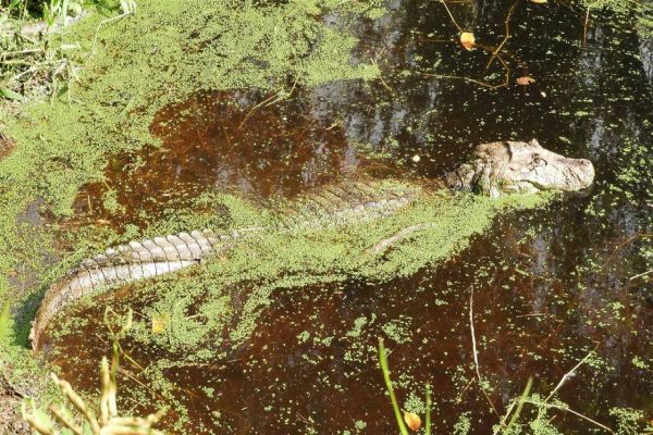 IAT alerta para aparecimento de animais silvestres em áreas urbanas