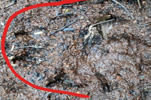 Sema e IAT alertam sobre possível onça no perímetro urbano de Cascavel