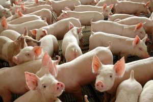 Imagem referente à notícia: Regularização do rebanho entra na reta final e Sociedade Rural reforça alerta