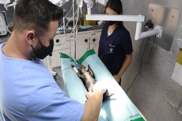 Com centro cirúrgico de alto nível, Castramóvel presta atendimentos a 40 animais do Cascavel Velho