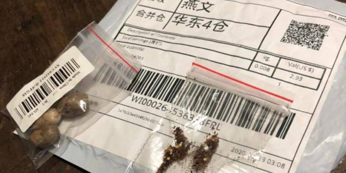 Sementes clandestinas, supostamente da China, são recebidas sem consentimento pelo correio