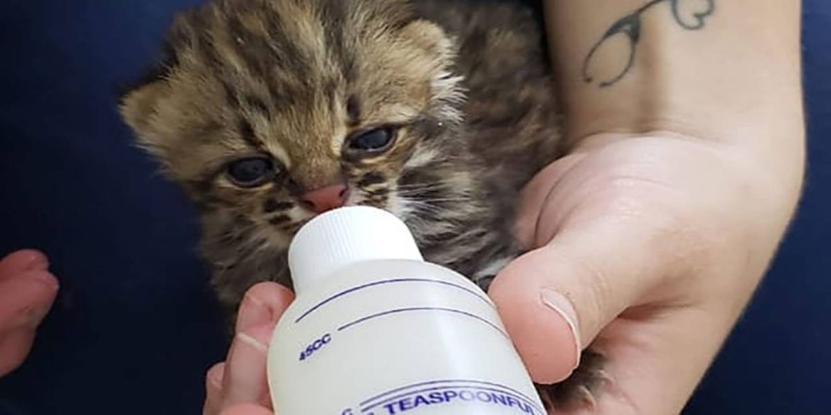 IAT conta com parcerias para atendimento de animais silvestres