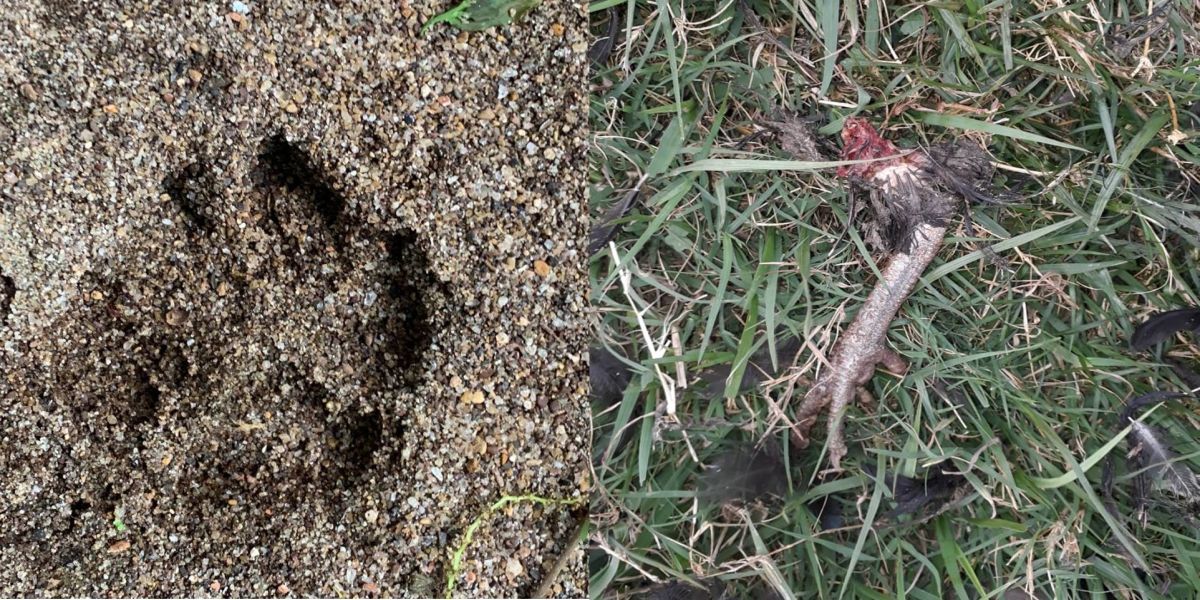 Sema e IAT fazem novo alerta de onça, após pegadas e animais morto aparecerem no Tropical II e III