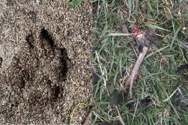 Sema e IAT fazem novo alerta de onça, após pegadas e animais morto aparecerem no Tropical II e III