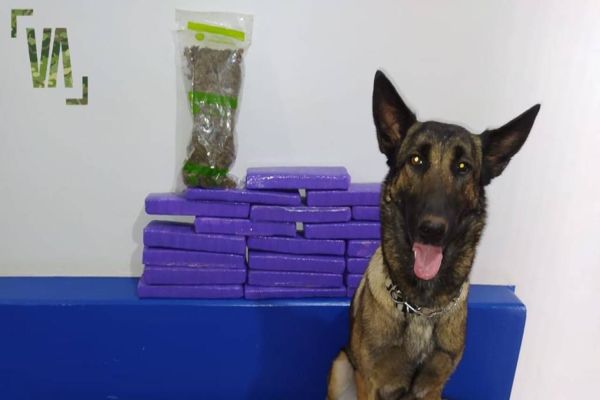 Após denúncia, BPFron e Exército apreendem 20 tabletes de maconha e pacote de murruga no Oeste